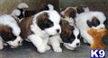 Saint Bernard